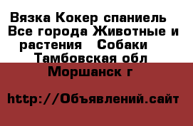 Вязка Кокер спаниель - Все города Животные и растения » Собаки   . Тамбовская обл.,Моршанск г.